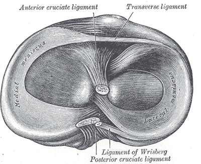 anterior-cruciate-ligament