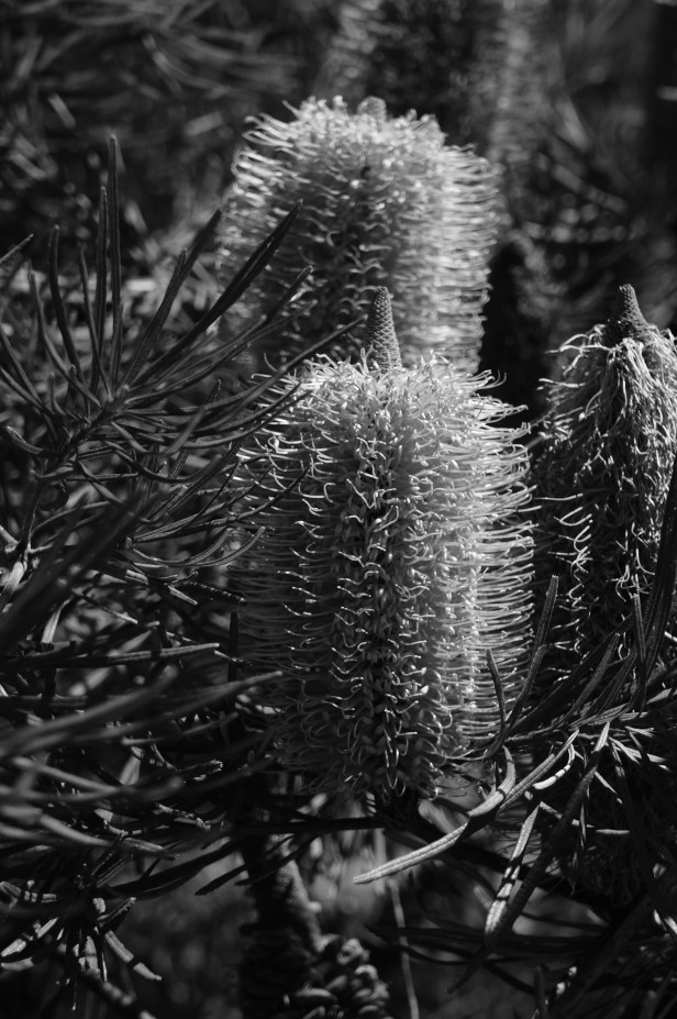 banksia-1