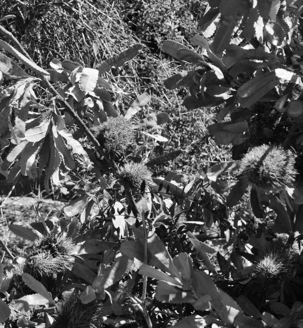 banksia-2