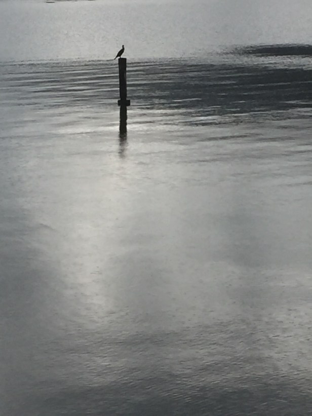 Hawkesbury Noir: bird and raindrops