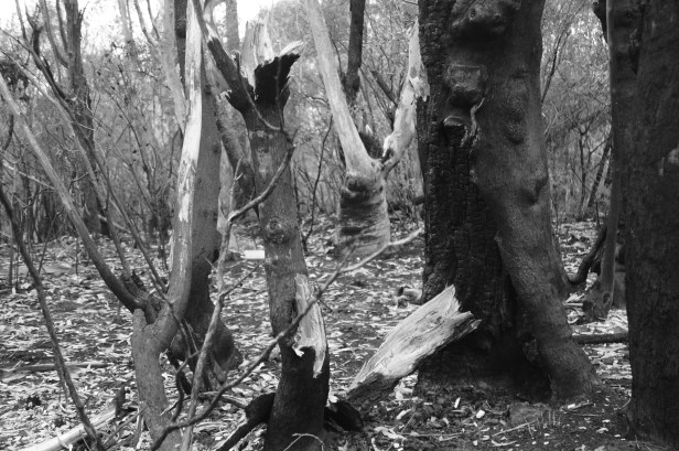 Fire near Mt Vic 4 jpg