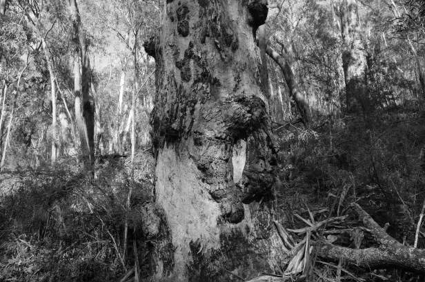 Megalong Tree with base 2