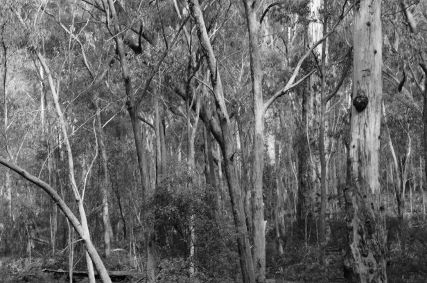 Megalong Trees 9 bw