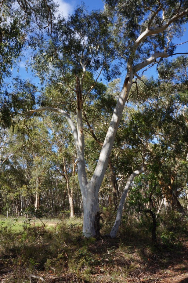 Megalong white gum 1